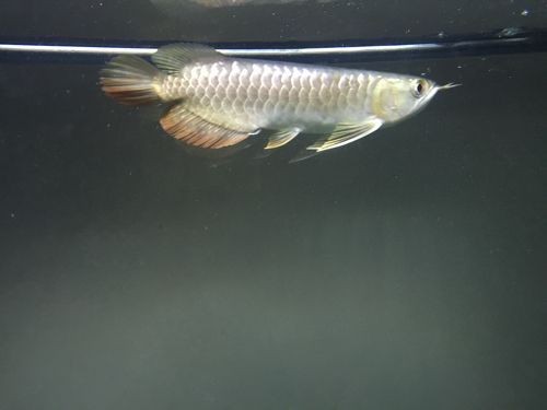 龍魚不吃活魚 貼吧，魚飼養指南，為何龍魚不選擇