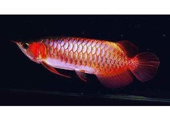 紅辣椒龍魚(yú)和金龍魚(yú)哪個(gè)更貴些，辣椒龍魚(yú)與金龍魚(yú)，價(jià)格