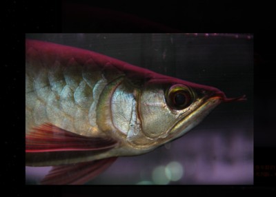 紅龍魚嘴唇發白，龍魚嘴唇發白，健康警示還是