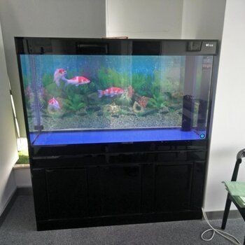 大型魚缸用什么消毒最好：大型魚缸消毒方法，魚缸消毒指南，有效