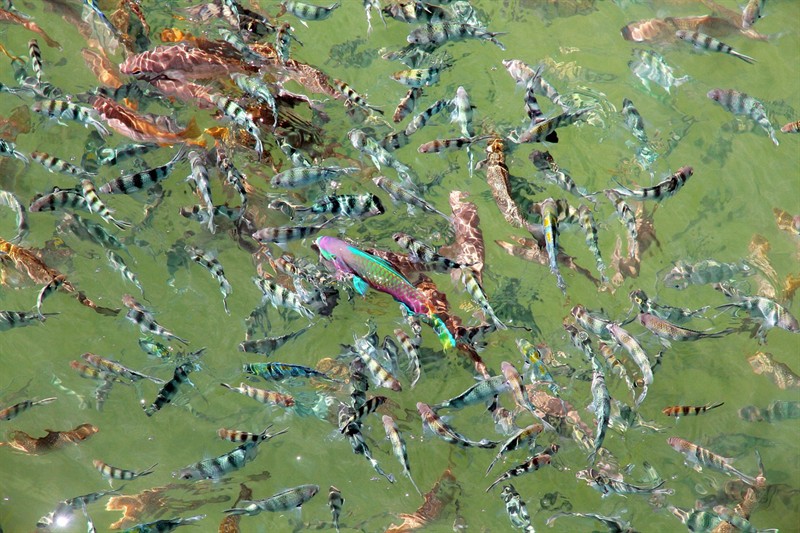 老虎魚死后有毒嗎，老虎魚互咬怎么辦，探究老虎魚死后是否有毒，互咬問題及應(yīng)對措施