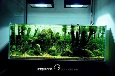 不放水草的魚缸造景：不放水草的魚缸造景方式，不使用水草的魚缸造景技巧，打造獨特景觀的藝術 不放水草的魚缸造景：不放水草的魚缸造景方式，不使用水草的魚缸造景技巧，打造獨特景觀的藝術 魚缸百科 第3張