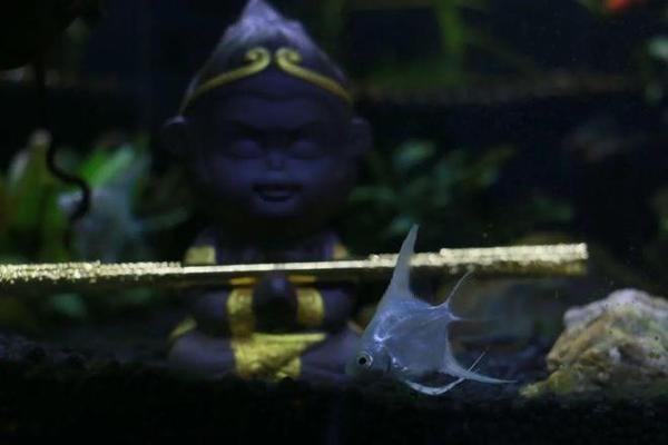 興寧市和和水族館(興寧市和和水族館電話)寧市和和水族館,探索海洋生物的奇妙世界 全國水族館企業(yè)名錄 第1張 興寧市和和水族館(興寧市和和水族館電話)寧市和和水族館,探索海洋生物的奇妙世界 興寧市和和水族館(興寧市和和水族館電話)寧市和和水族館,探索海洋生物的奇妙世界 全國水族館企業(yè)名錄 第1張