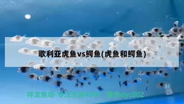 歌利亞虎魚vs鱷魚(虎魚和鱷魚)利亞虎魚與鱷魚的生態較量，自然界中的捕食者