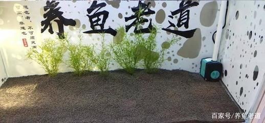 大魚缸水草怎么放進去養蝦：在大魚缸中種植水草和底沙的步驟和注意事項和注意事項，魚缸養蝦指南，種植水草與底沙的步驟及