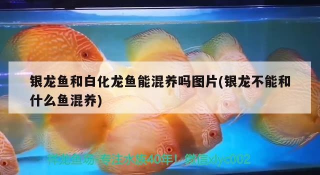 銀龍魚和白化龍魚能混養嗎圖片(銀龍不能和什么魚混養)龍魚與白化龍魚混養指南，避免的混