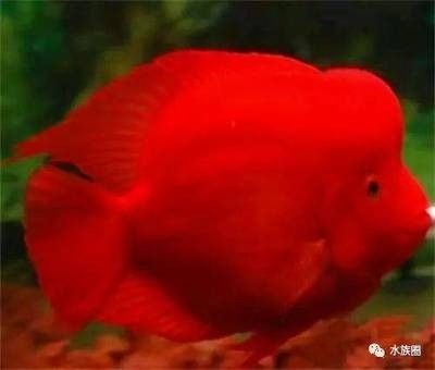 龍魚配什么紅色的魚，魚與紅色魚類的和諧搭配，探索
