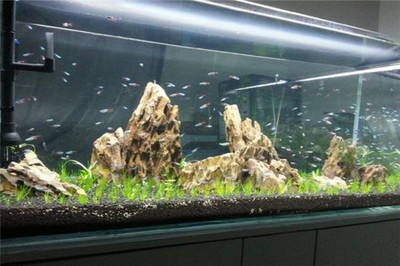 乳山市藍精靈水族寵物店（乳山市藍精靈水族寵物店電話）山市藍精靈水族寵物店，專業水族寵物服務