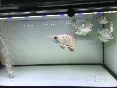 龍魚死了是不是不好養活呀，魚死亡之謎，飼養難題與生存之道