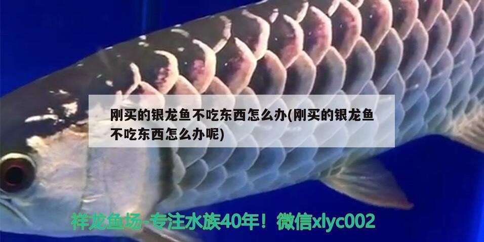 剛買的銀龍魚不吃東西怎么辦(剛買的銀龍魚不吃東西怎么辦呢)龍魚新購不進食，專家指導