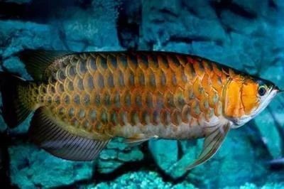 龍魚的養殖技術與管理論文怎么寫的，魚養殖技術與管理論文寫作指南，
