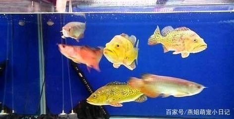 龍魚混養喂食問題嚴重嗎怎么辦，魚混養喂食難題，如何應對及解決混養中的喂食 龍魚混養喂食問題嚴重嗎怎么辦，魚混養喂食難題，如何應對及解決混養中的喂食 龍魚百科 第1張