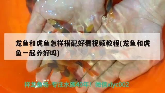 龍魚和虎魚怎樣搭配好看視頻教程(龍魚和虎魚一起養好嗎)魚與虎魚，和諧共養的藝術