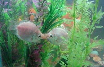 除魚缸壁青苔能力最強的魚，哪種魚擁有最強除青苔能力