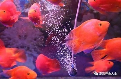 不通氧氣的魚缸怎么養(yǎng)魚：不通氧氣的魚缸養(yǎng)金魚的技巧無氧魚缸養(yǎng)金魚的技巧，氧魚缸養(yǎng)金魚技巧，如何為不通氧氣的魚缸中 不通氧氣的魚缸怎么養(yǎng)魚：不通氧氣的魚缸養(yǎng)金魚的技巧無氧魚缸養(yǎng)金魚的技巧，氧魚缸養(yǎng)金魚技巧，如何為不通氧氣的魚缸中 魚缸百科 第1張