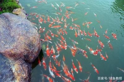 不通氧氣的魚缸怎么養(yǎng)魚：不通氧氣的魚缸養(yǎng)金魚的技巧無氧魚缸養(yǎng)金魚的技巧，氧魚缸養(yǎng)金魚技巧，如何為不通氧氣的魚缸中 不通氧氣的魚缸怎么養(yǎng)魚：不通氧氣的魚缸養(yǎng)金魚的技巧無氧魚缸養(yǎng)金魚的技巧，氧魚缸養(yǎng)金魚技巧，如何為不通氧氣的魚缸中 魚缸百科 第3張
