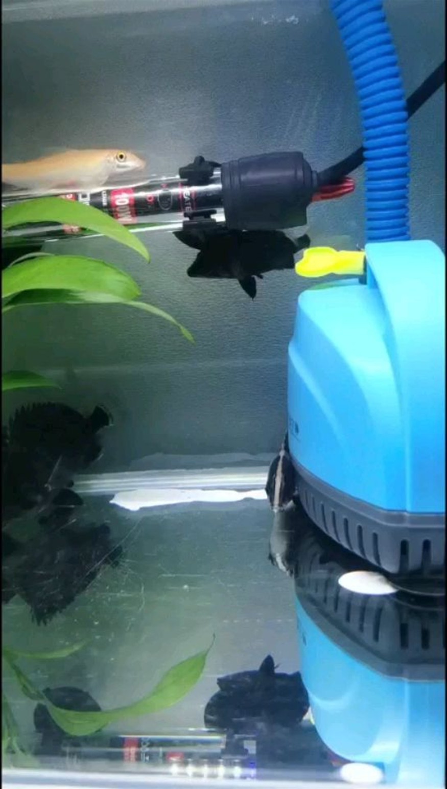 迷你小虎魚，小虎魚，家庭水族箱中的