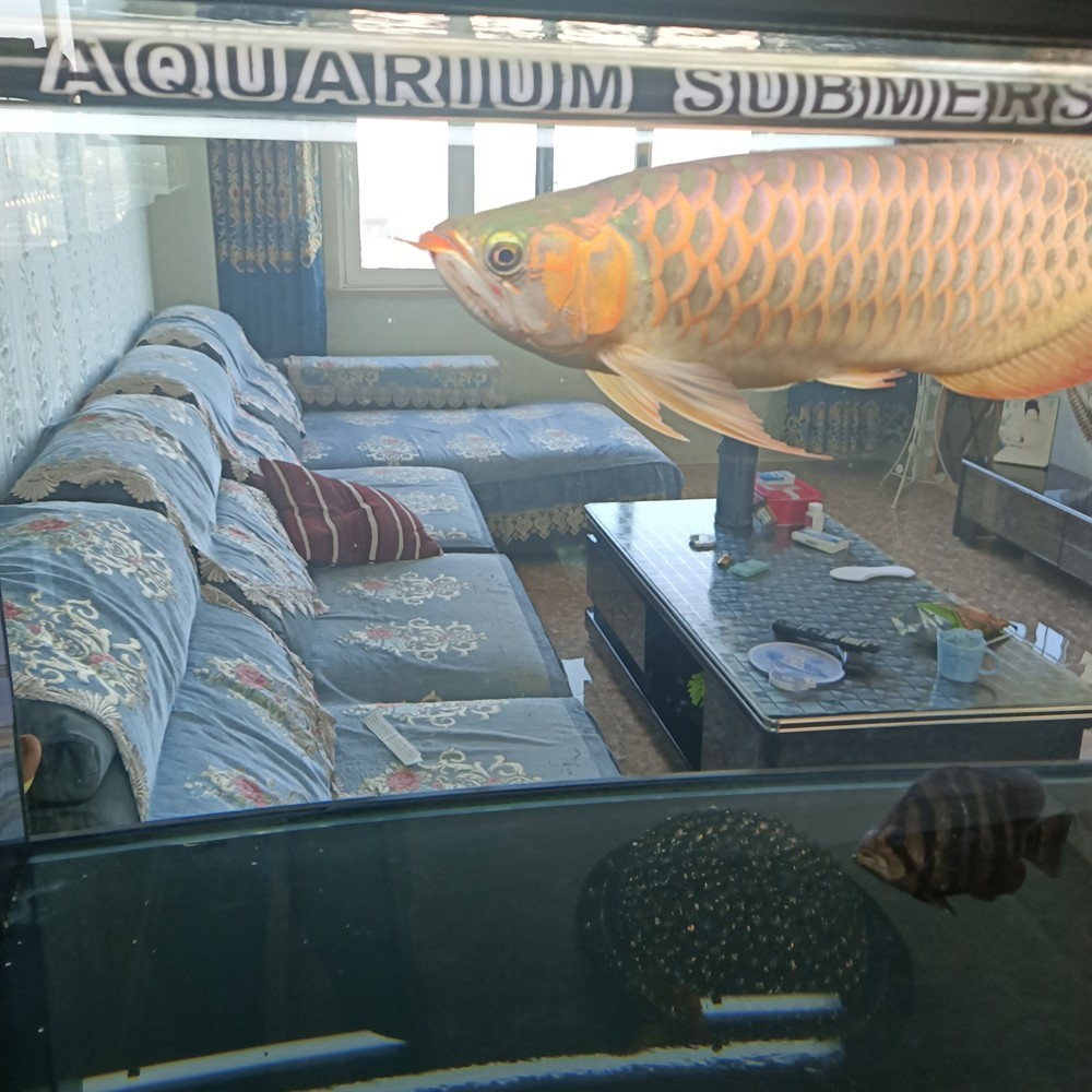 再見(jiàn)2021祝2022魚友們龍紅虎明，021年告別，迎接2022年，祝愿魚友們龍騰虎躍 再見(jiàn)2021祝2022魚友們龍紅虎明，021年告別，迎接2022年，祝愿魚友們龍騰虎躍 虎魚百科 第1張