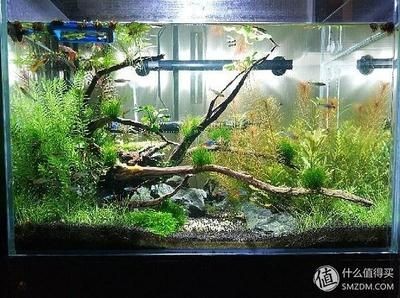 成品小魚(yú)缸：成品小魚(yú)缸在市場(chǎng)上有多種選擇不同的廠家生產(chǎn)，化選擇，市場(chǎng)上成品小魚(yú)缸的多樣廠家