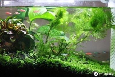 成品小魚(yú)缸：成品小魚(yú)缸在市場(chǎng)上有多種選擇不同的廠家生產(chǎn)，化選擇，市場(chǎng)上成品小魚(yú)缸的多樣廠家