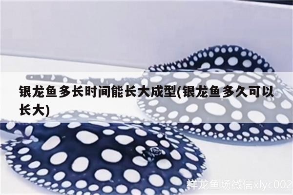 銀龍魚多長時間能長大成型(銀龍魚多久可以長大)龍魚成長周期解析，多久能長