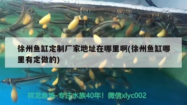 金龍魚有哪些專利技術，金龍魚專利技術有哪些應用