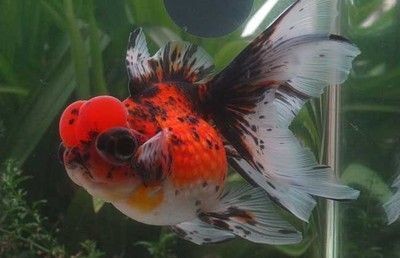 屬龍養什么魚比較好吉利，龍的幸運魚，選擇吉利的風水