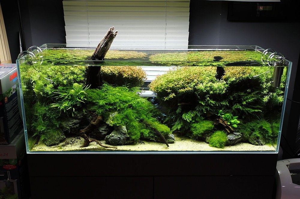 大魚缸改造成水草缸怎么辦：如何將大魚缸改造成水草缸，魚缸變身水草缸，改造指南與