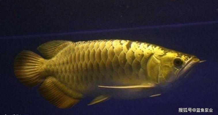 金龍魚和銀龍魚哪個厲害，金龍魚和銀龍魚哪個“厲害”？龍魚與銀龍魚，誰更