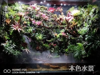 大型熱帶魚(yú)缸造景：如何打造熱帶魚(yú)生態(tài)魚(yú)缸造景，熱帶魚(yú)生態(tài)魚(yú)缸，大型熱帶魚(yú)缸造