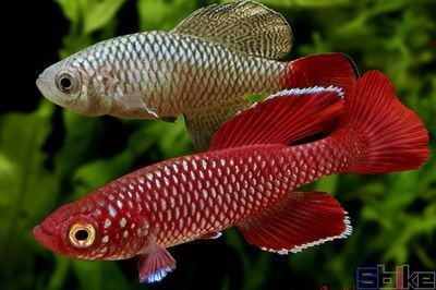 便宜的異型魚缸：尋找便宜的異型魚缸時(shí)，您可以通過多種途徑獲取所需信息，經(jīng)濟(jì)實(shí)惠的異型魚缸，多渠道