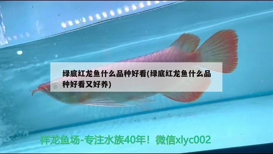 魚缸加紫外線燈有用嗎(魚缸紫外燈作用大嗎)魚缸紫外線燈的神奇作用，提升水質