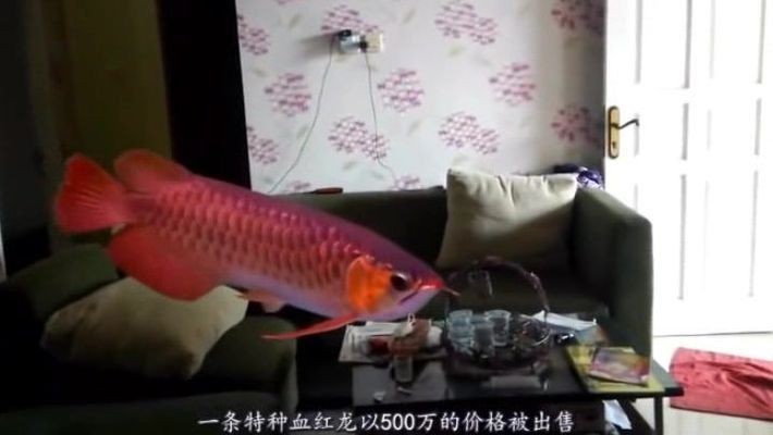 出售二手魚缸多少錢一臺(tái)：二手魚缸出售價(jià)格，魚缸價(jià)格一覽，精明買家的選購指南