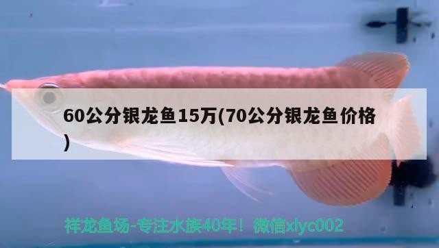 60公分銀龍魚15萬(70公分銀龍魚價格)龍魚價格行情，60公分與70公分銀龍