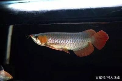 龍魚掉眼有什么辦法治好嗎，魚眼部問題，有效治療方法與預防措施