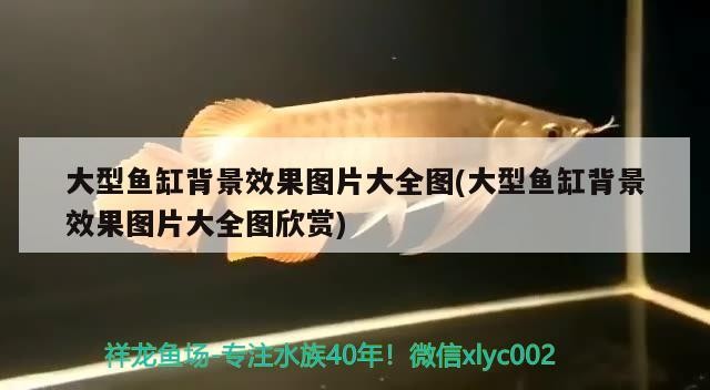 大型魚缸背景效果圖片大全圖(大型魚缸背景效果圖片大全圖欣賞)魚缸背景效果圖片大全 大型魚缸背景效果圖片大全圖(大型魚缸背景效果圖片大全圖欣賞)魚缸背景效果圖片大全 銀龍魚百科