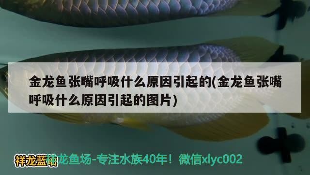 海里面的龍魚有哪些品種及種，海里面的龍魚有哪些品種，海洋深處，揭秘海龍魚的神秘