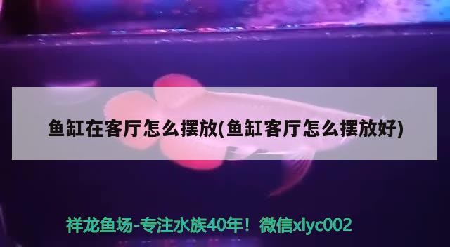 魚缸在客廳怎么擺放(魚缸客廳怎么擺放好)魚缸在客廳擺放指南，最佳位置與 魚缸在客廳怎么擺放(魚缸客廳怎么擺放好)魚缸在客廳擺放指南，最佳位置與 銀龍魚百科