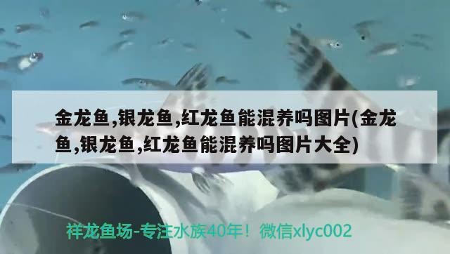 金龍魚,銀龍魚,紅龍魚能混養嗎圖片(金龍魚,銀龍魚,紅龍魚能混養嗎圖片大全)龍魚、銀龍魚與紅龍魚混養指南，