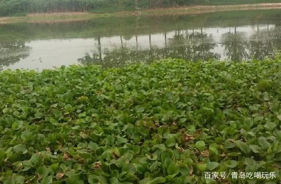 魚缸黃水的原因和處理方法圖解大全視頻(魚缸黃水怎么變清水)圖解大全視頻，揭秘魚缸黃水變清水的神奇方法