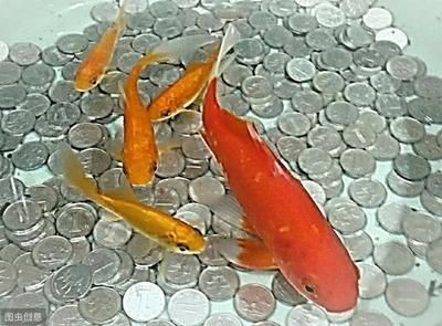 辦公室魚缸養幾條魚合適：辦公室養魚的風水布局，室風水，魚缸數量與