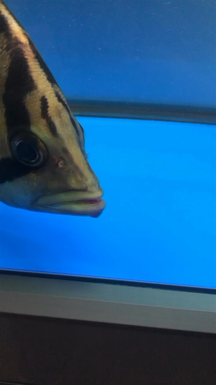 虎魚嘴里長了肉瘤一樣的東西，魚口腔異常，發現肉瘤狀異物