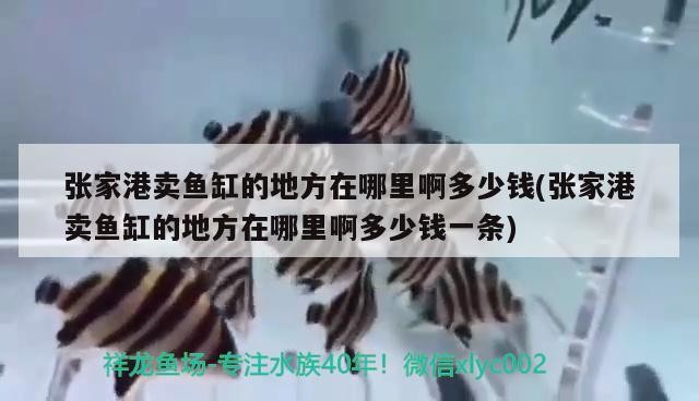 張家港賣魚缸的地方在哪里啊多少錢(張家港賣魚缸的地方在哪里啊多少錢一條)家港魚缸銷售指南，價格與購買