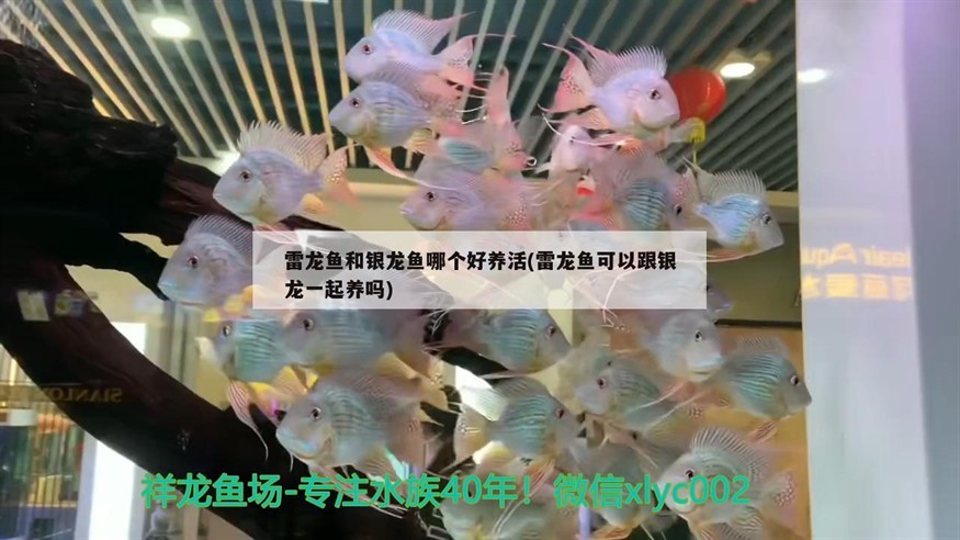 雷龍魚和銀龍魚哪個好養(yǎng)活(雷龍魚可以跟銀龍一起養(yǎng)嗎)龍魚與銀龍魚的共養(yǎng)之道，哪個更適合新手