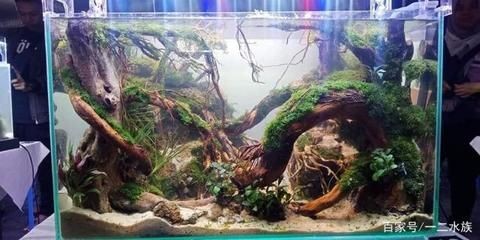 玻璃魚(yú)缸制作視頻：玻璃魚(yú)缸制作教程，魚(yú)缸制作教程，從零開(kāi)始打造你的