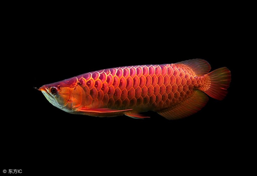 金龍魚壽命多少年:金龍魚和虎魚哪個(gè)好，龍魚與虎魚，壽命對比及