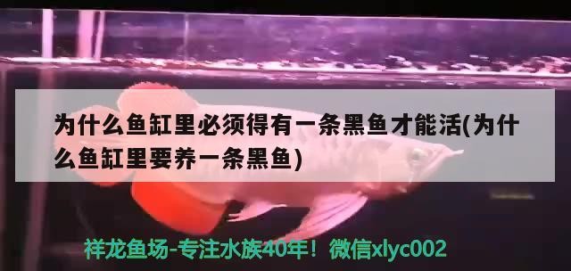 為什么魚缸里必須得有一條黑魚才能活(為什么魚缸里要養(yǎng)一條黑魚)為什么魚缸中必須養(yǎng)一條黑魚 為什么魚缸里必須得有一條黑魚才能活(為什么魚缸里要養(yǎng)一條黑魚)為什么魚缸中必須養(yǎng)一條黑魚 銀龍魚百科