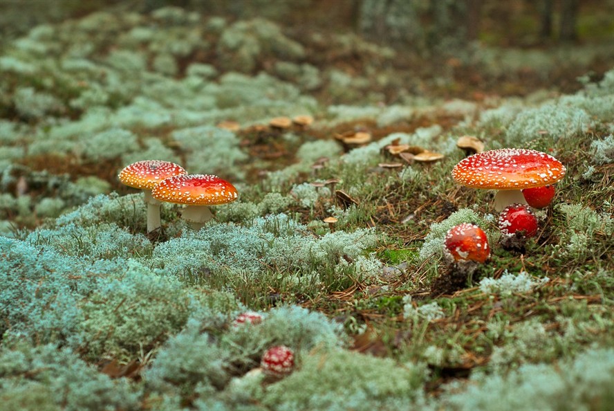 虎魚生長速度有多快（虎魚生長速度有多快圖片）魚驚人生長速度，揭秘其成長的