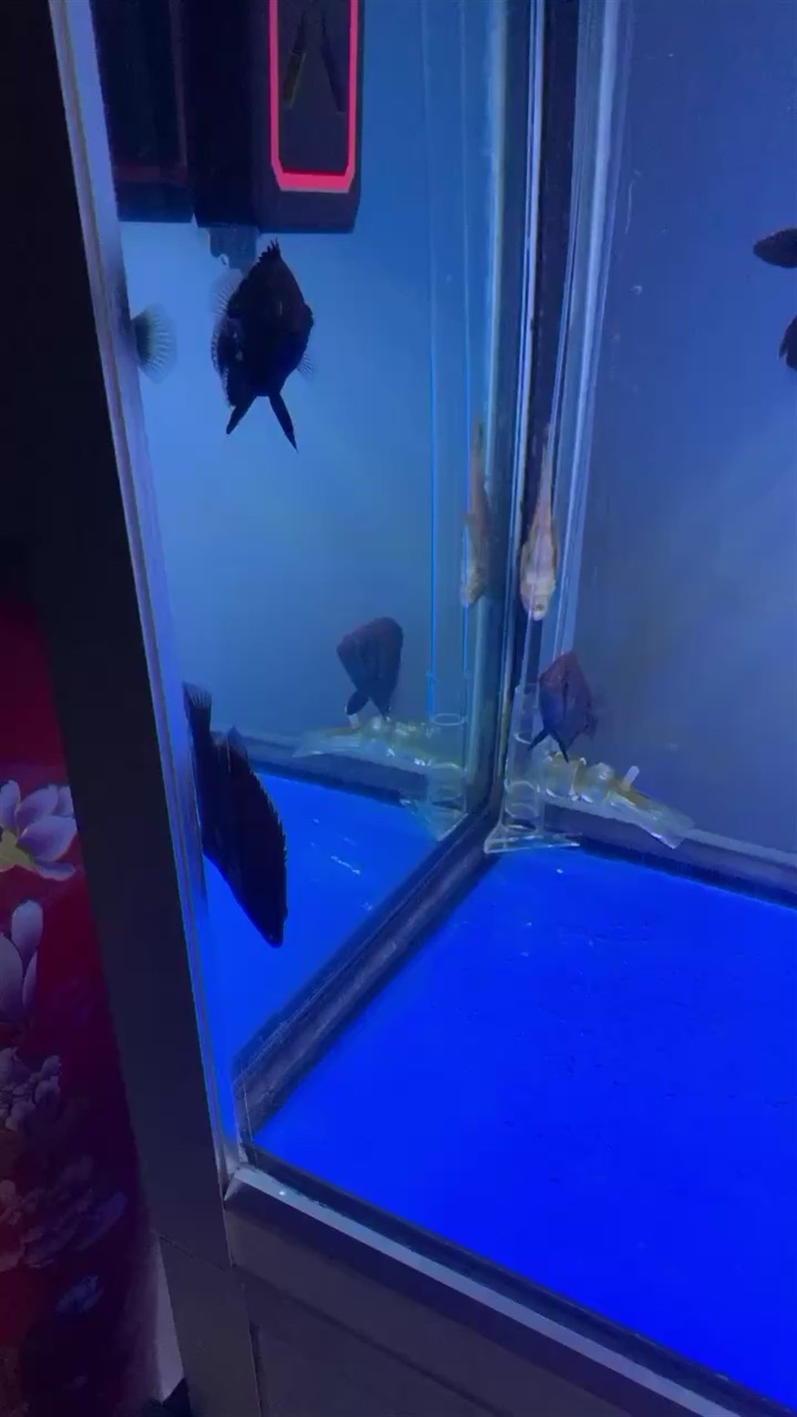 虎魚一直黑煤球，魚顏色異常，黑煤球現象的