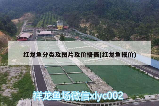 虎魚一直黑煤球，魚顏色異常，黑煤球現象的